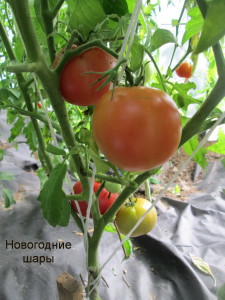 Томат Новогодние Шары Томат Новогодние Шары
