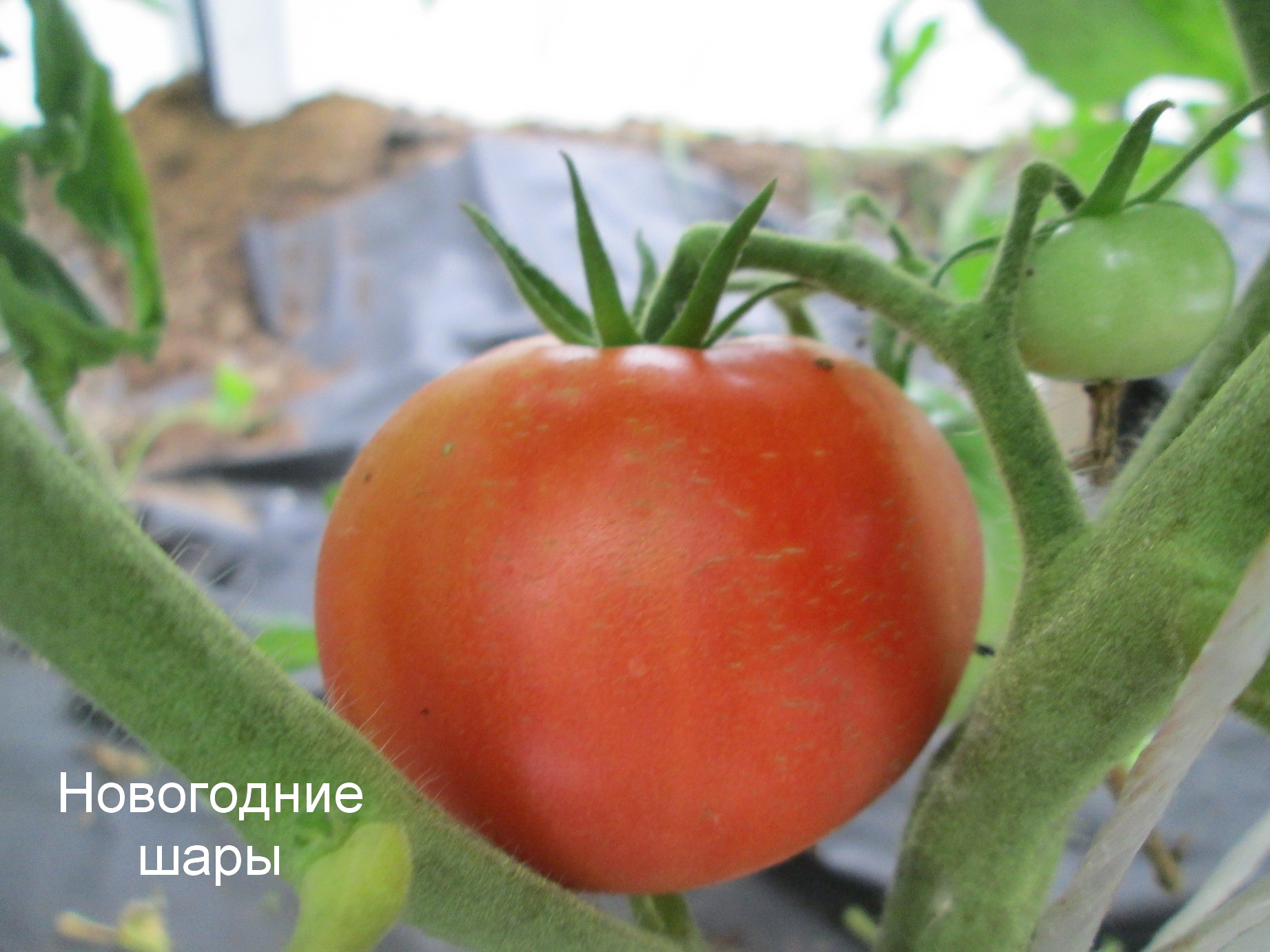 Томат Новогодние Шары Томат Новогодние Шары