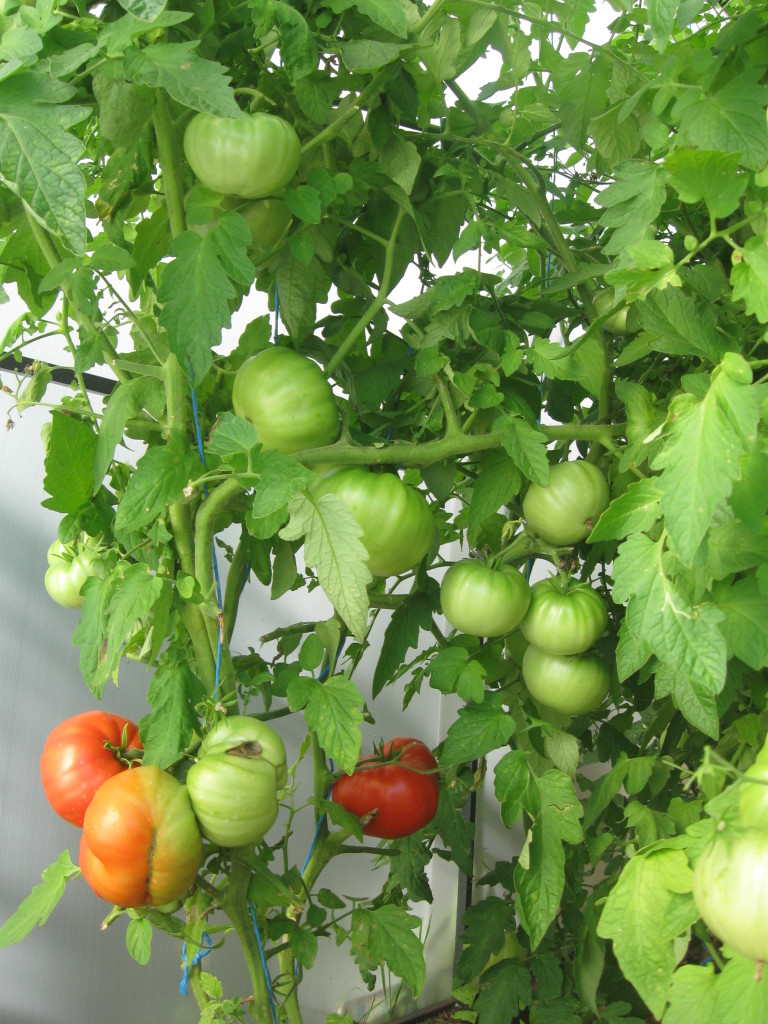 Томат куум отзывы. Томат куум отзывы. Томат куум отзывы. Томат куум отзывы. Томат куум.